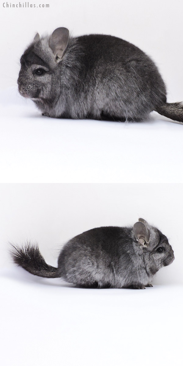 Chinchilla or related item offered for sale or export on Chinchillas.com - 19091 Ebony Royal Persian Angora Female Chinchilla with Lion Mane