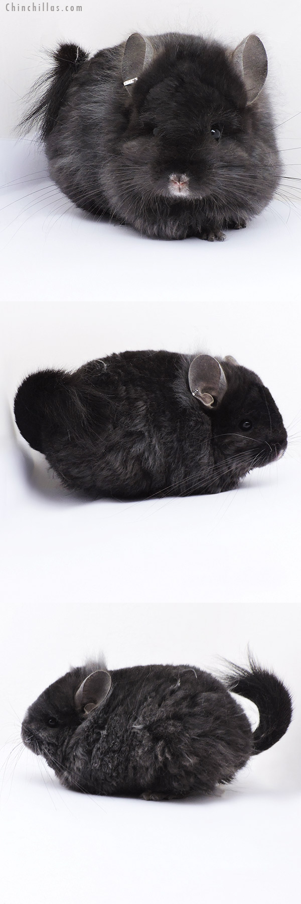 Chinchilla or related item offered for sale or export on Chinchillas.com - 19065 Exceptional Ebony Quasi Locken G2  Royal Persian Angora Female Chinchilla with Lion Mane