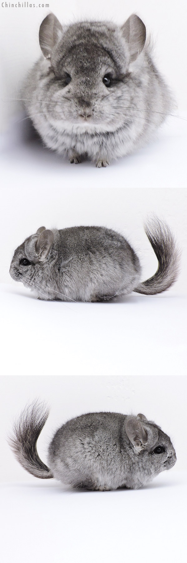 Chinchilla or related item offered for sale or export on Chinchillas.com - 19066 Exceptional Blocky Mini Standard  Royal Persian Angora Female Chinchilla