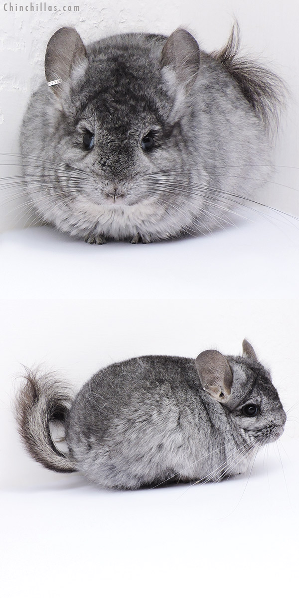 Chinchilla or related item offered for sale or export on Chinchillas.com - 19067 Standard ( Locken & Ebony Carrier )  Royal Persian Angora Female Chinchilla