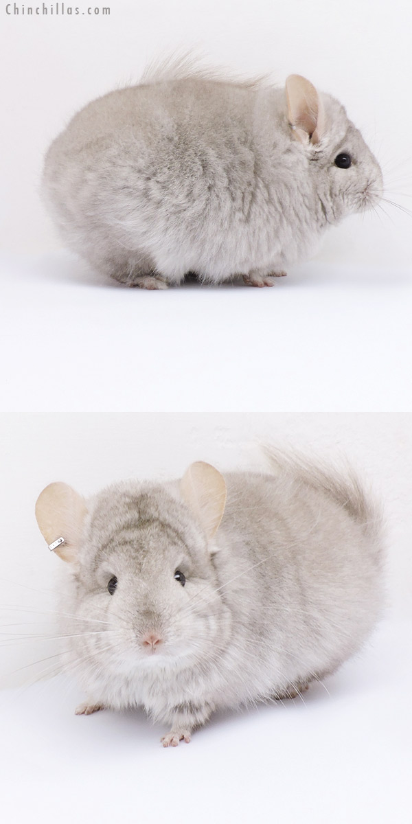 Chinchilla or related item offered for sale or export on Chinchillas.com - 19073 Beige ( Ebony Carrier )  Royal Persian Angora Female Chinchilla