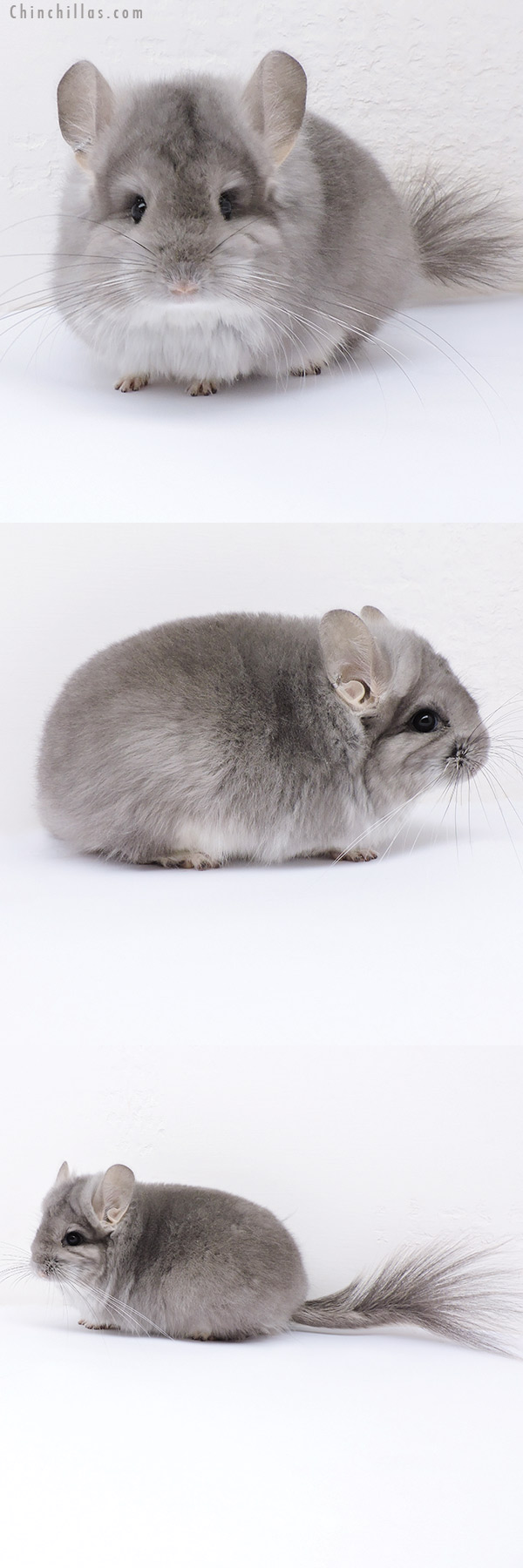 Chinchilla or related item offered for sale or export on Chinchillas.com - 19071 Exceptional Violet  Royal Persian Angora Female Chinchilla