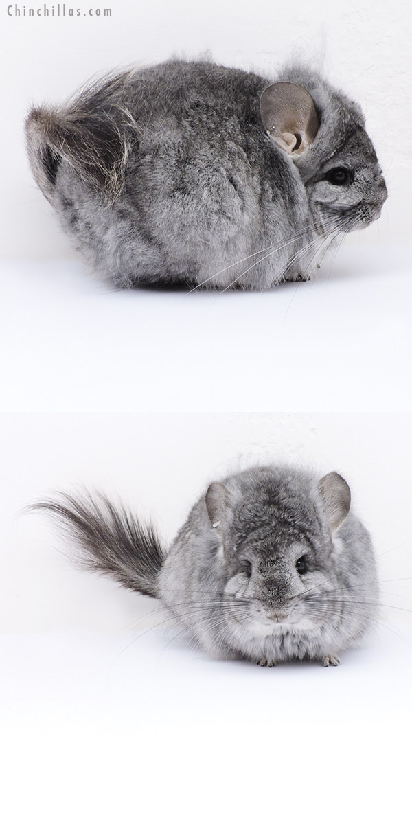 Chinchilla or related item offered for sale or export on Chinchillas.com - 19068 Exceptional Standard ( Sapphire Carrier )  Royal Persian Angora Female Chinchilla