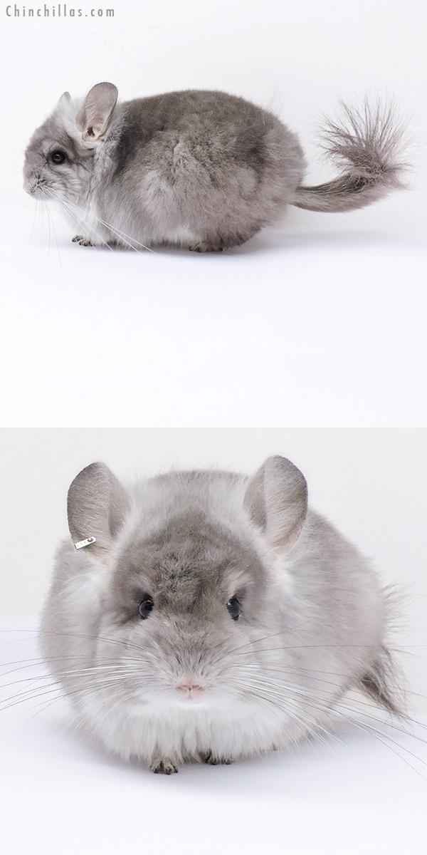 Chinchilla or related item offered for sale or export on Chinchillas.com - 19070 Violet  Royal Persian Angora Female Chinchilla