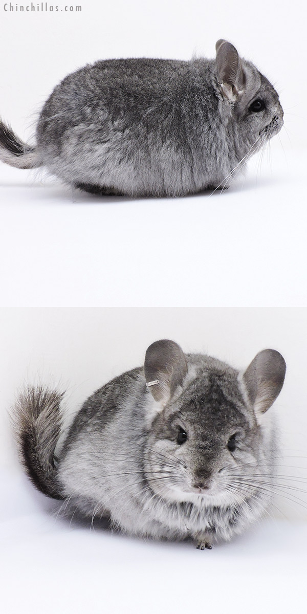 Chinchilla or related item offered for sale or export on Chinchillas.com - 19072 Blocky Standard  Royal Persian Angora Female Chinchilla