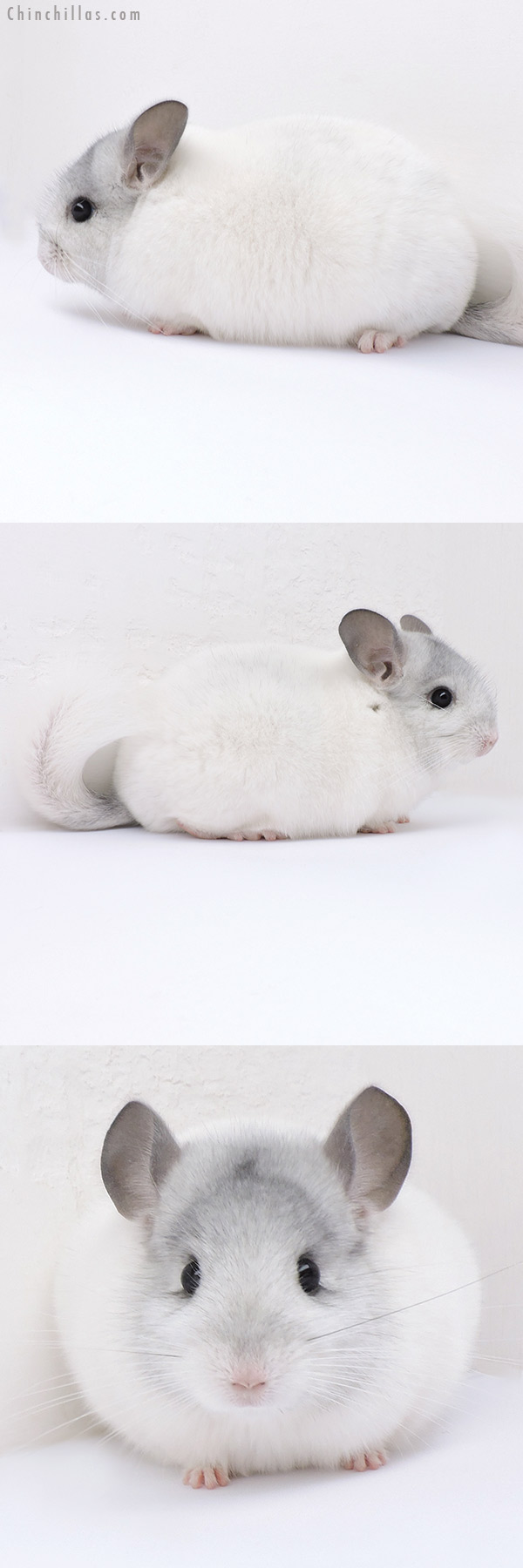 Chinchilla or related item offered for sale or export on Chinchillas.com - 19080 Show Quality White Mosaic Female Chinchilla