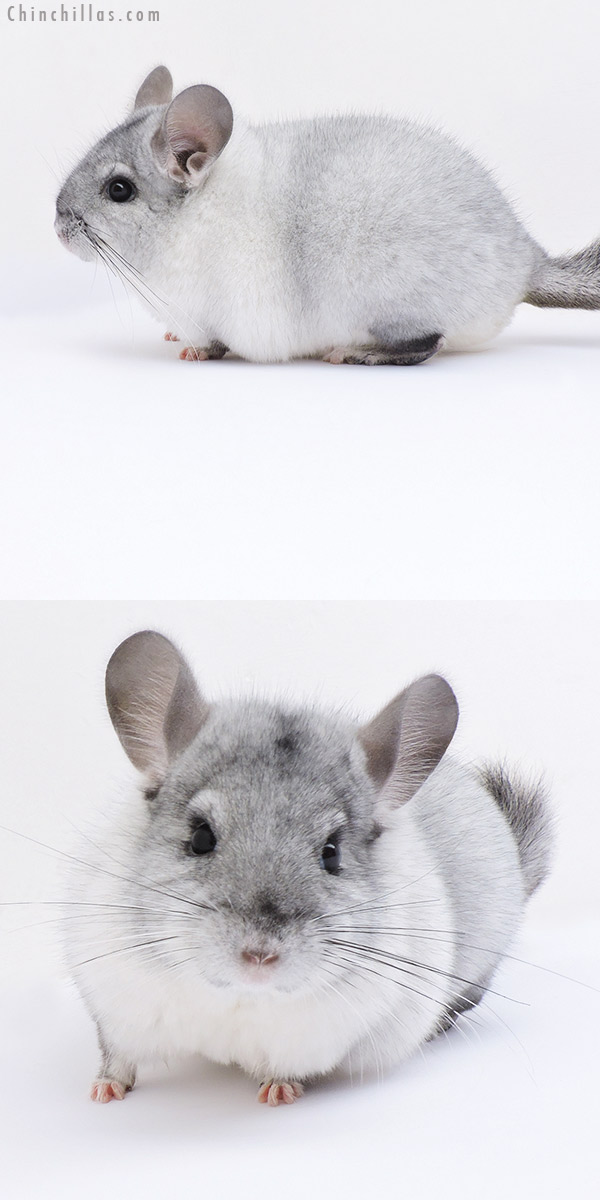 Chinchilla or related item offered for sale or export on Chinchillas.com - 19085 Blocky Herd Improvement Quality Unique White Mosaic Male Chinchilla