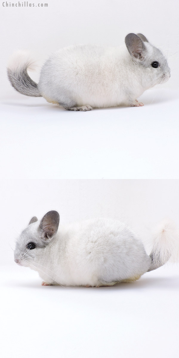Chinchilla or related item offered for sale or export on Chinchillas.com - 19088 Premium Production Quality White Mosaic Female Chinchilla