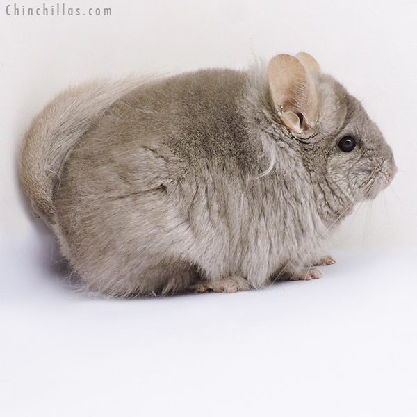 Chinchilla or related item offered for sale or export on Chinchillas.com - 19098 Light Tan ( Locken Carrier )  Royal Persian Angora Female Chinchilla with Lion Mane