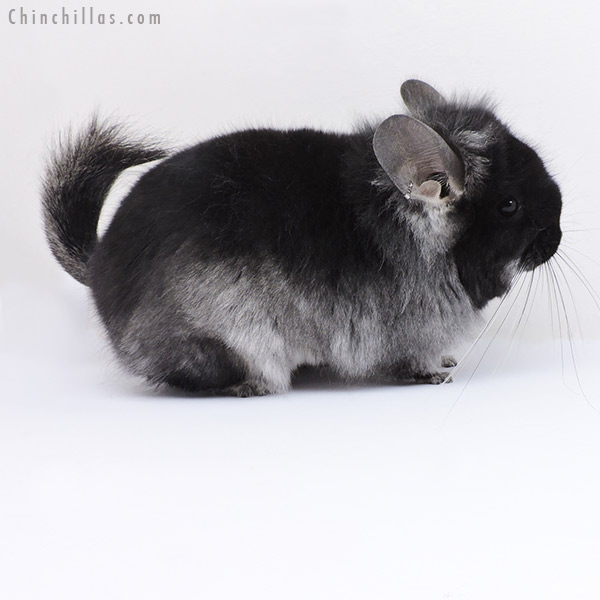 Chinchilla or related item offered for sale or export on Chinchillas.com - 19094 Brevi Type Black Velvet  Royal Persian Angora Female Chinchilla with Ear Tufts