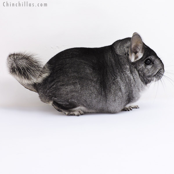 Chinchilla or related item offered for sale or export on Chinchillas.com - 19096 Large Blocky Premium Production Quality Standard Female Chinchilla