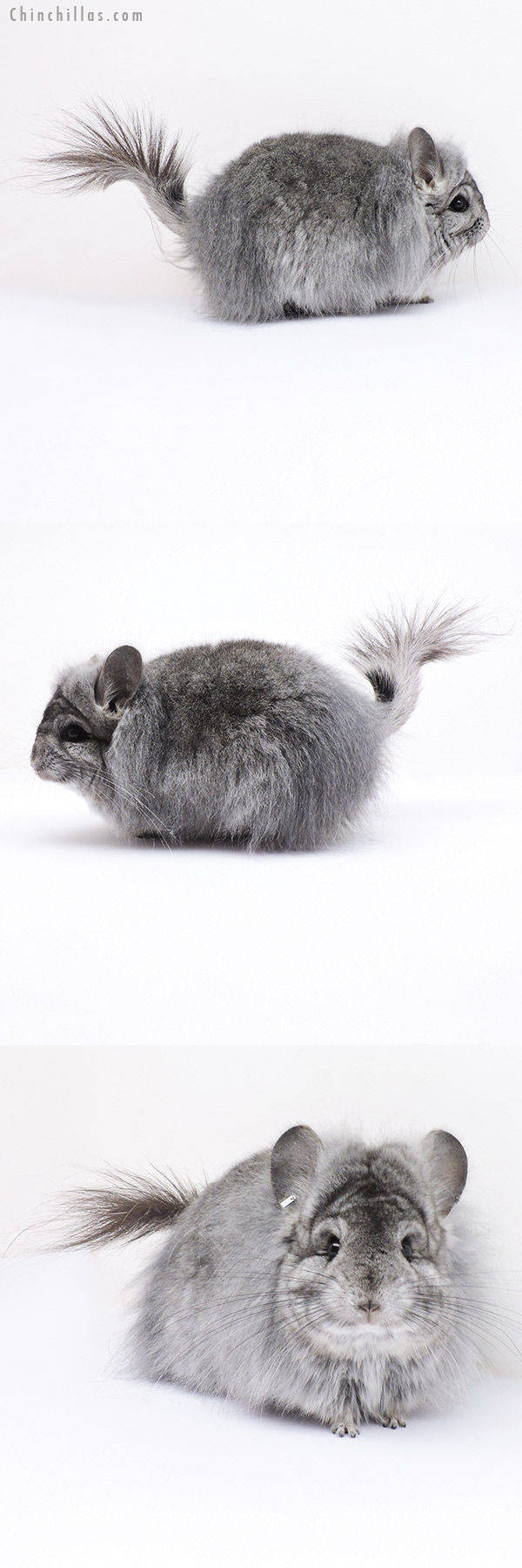Chinchilla or related item offered for sale or export on Chinchillas.com - 19099 Exceptional Standard G3  Royal Persian Angora Female Chinchilla