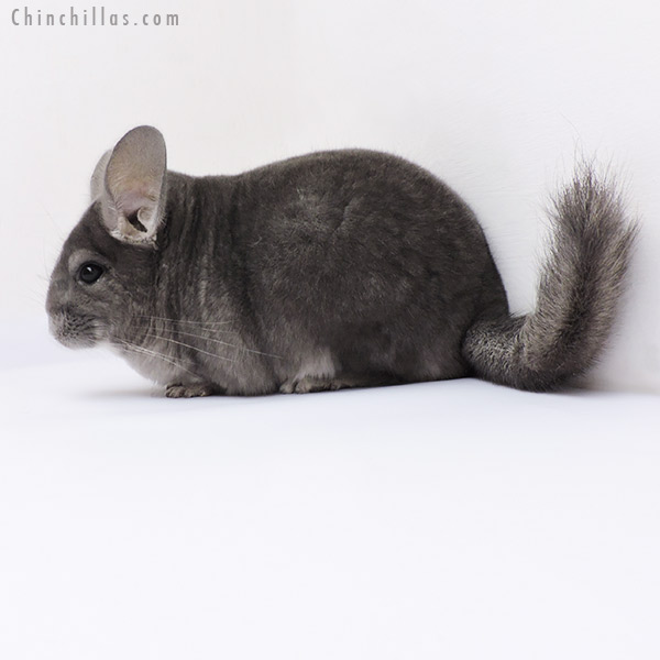 19101 Extra Large Show Quality Violet ( Sapphire Carrier ) Female Chinchilla