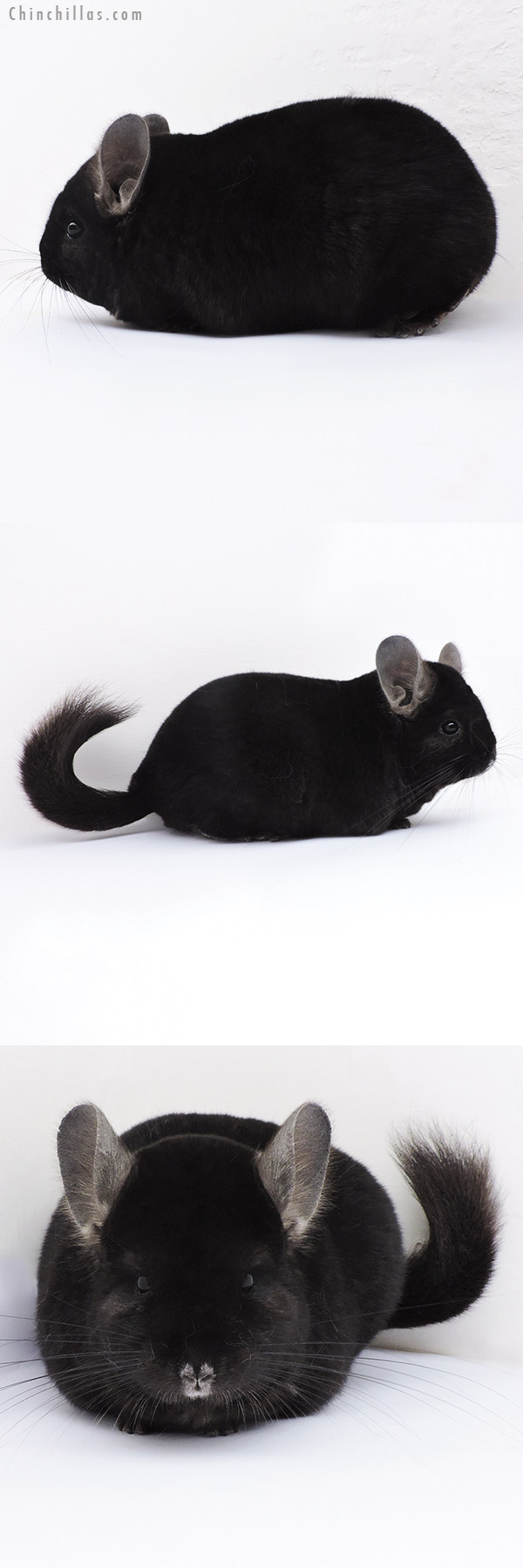 Chinchilla or related item offered for sale or export on Chinchillas.com - 19102 Premium Production Quality Ebony Female Chinchilla