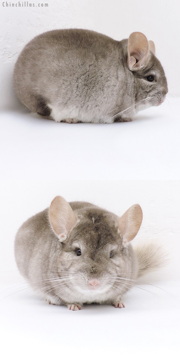 Chinchilla or related item offered for sale or export on Chinchillas.com - 19105 Large Herd Improvement Quality Beige Male Chinchilla