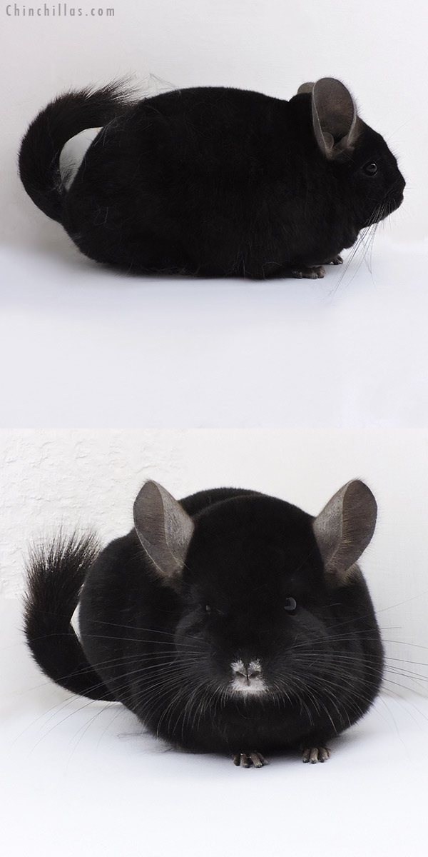 Chinchilla or related item offered for sale or export on Chinchillas.com - 19122 Premium Production Quality Ebony Female Chinchilla