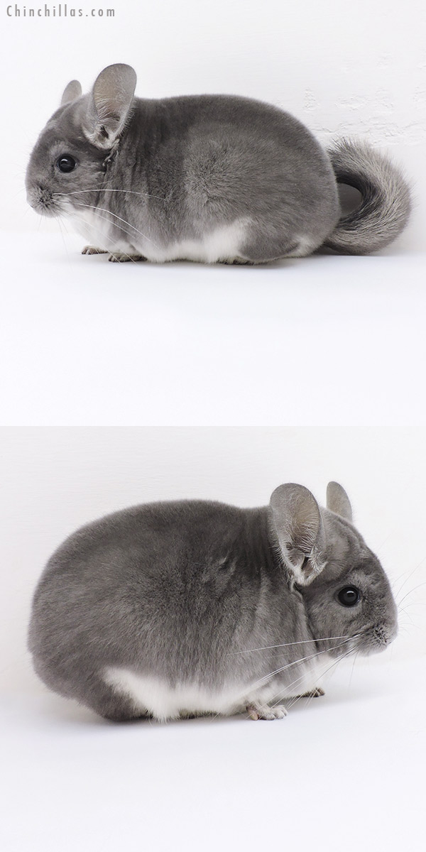 Chinchilla or related item offered for sale or export on Chinchillas.com - 19123 Premium Production Quality Violet Female Chinchilla