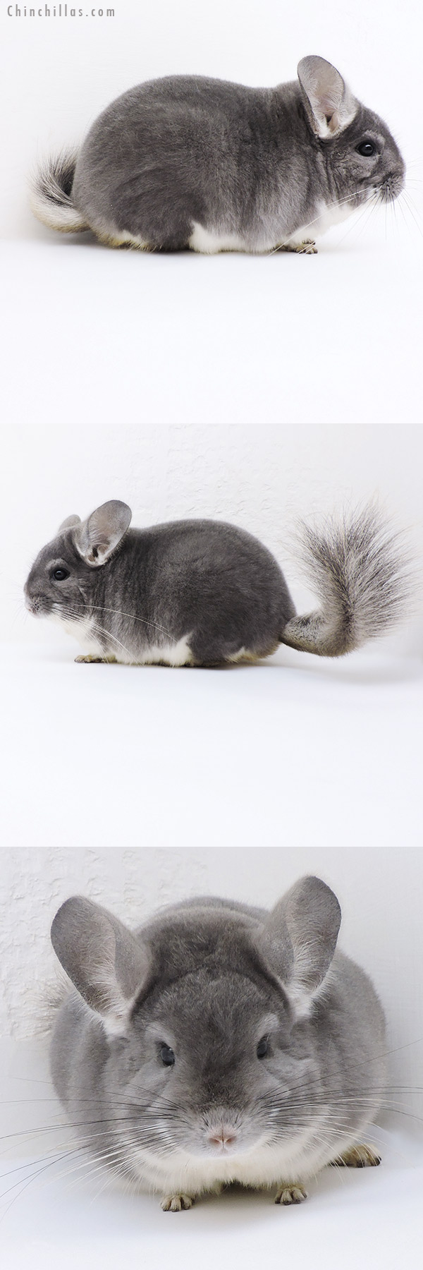 Chinchilla or related item offered for sale or export on Chinchillas.com - 19144 Extra Large Herd Improvement Quality Violet Male Chinchilla