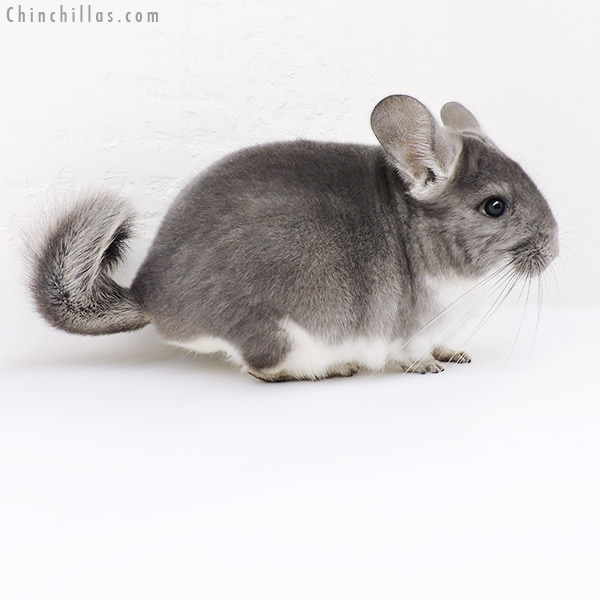 Chinchilla or related item offered for sale or export on Chinchillas.com - 19147 Herd Improvement Quality Violet Male Chinchilla