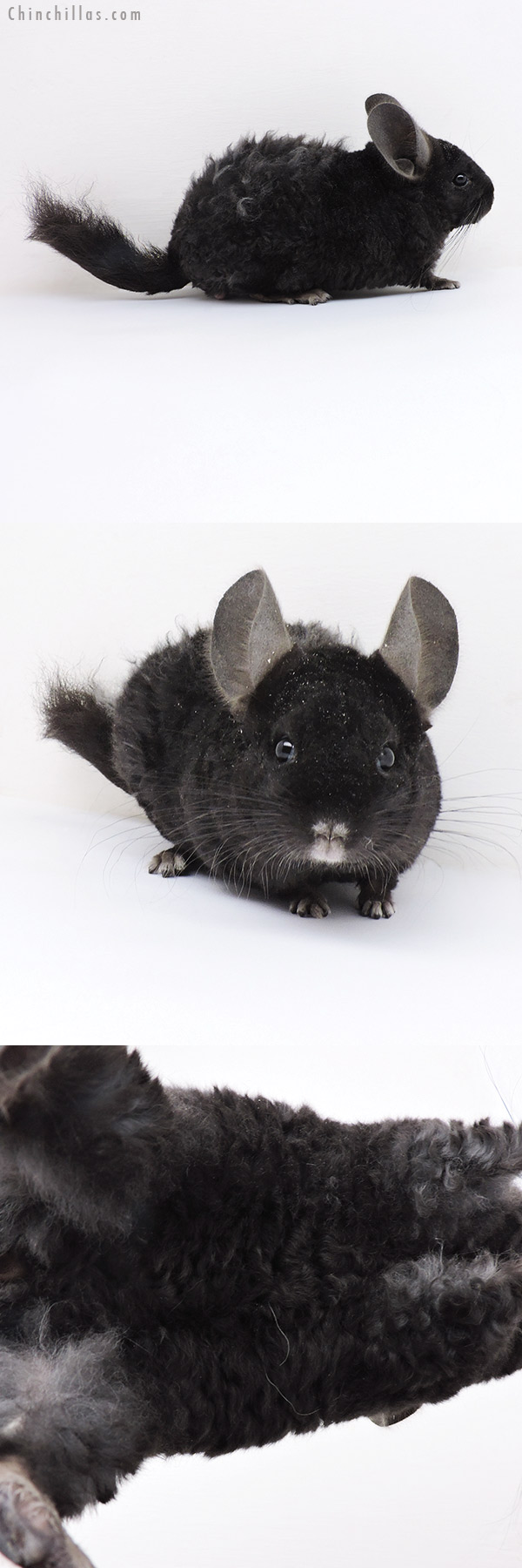 Chinchilla or related item offered for sale or export on Chinchillas.com - 19148 Ebony Full Locken Male Chinchilla