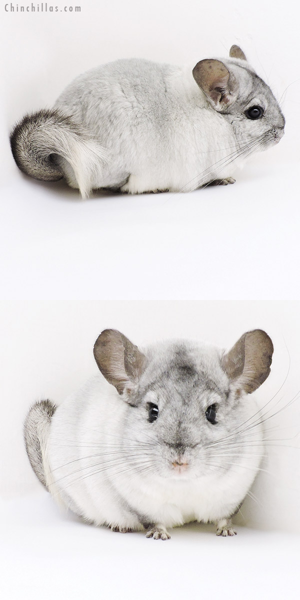 Chinchilla or related item offered for sale or export on Chinchillas.com - 19152 Show Quality White Mosaic Female Chinchilla