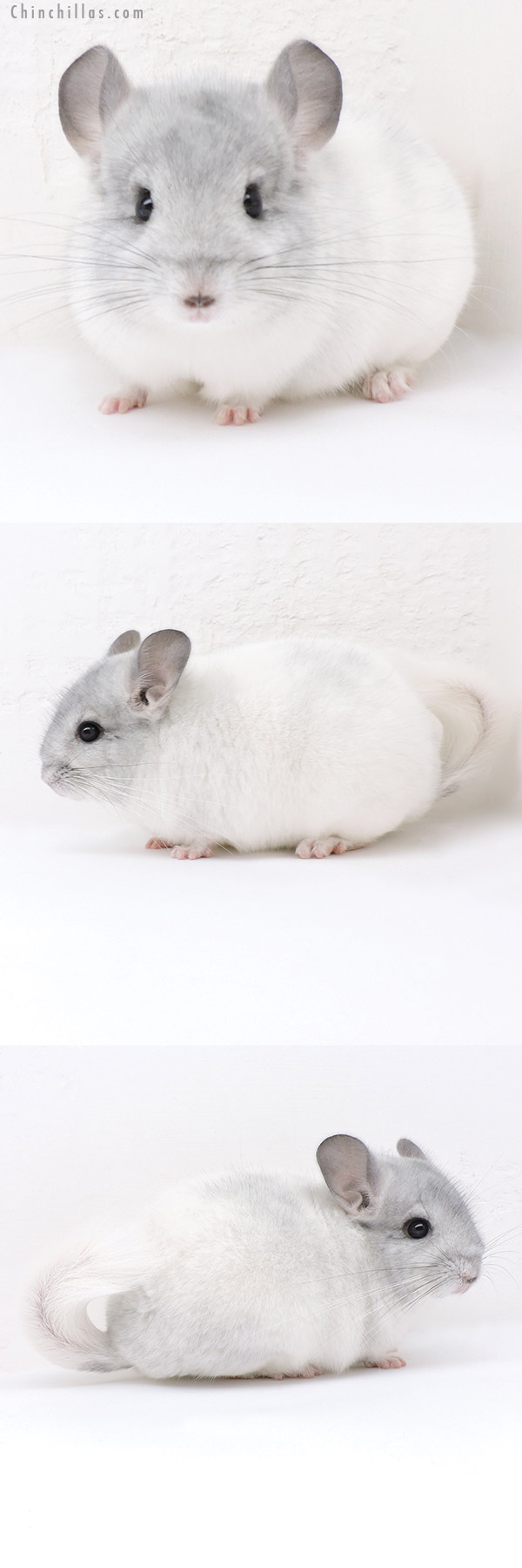 Chinchilla or related item offered for sale or export on Chinchillas.com - 19149 Herd Improvement Quality White Mosaic Male Chinchilla