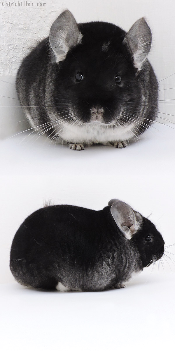 Chinchilla or related item offered for sale or export on Chinchillas.com - 19155 Herd Improvement Quality Black Velvet Male Chinchilla