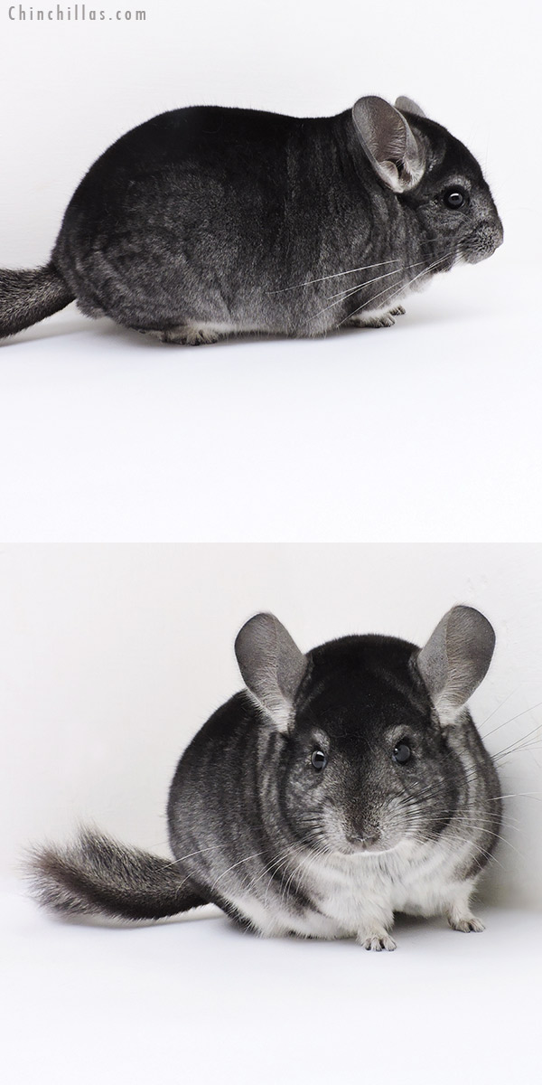 Chinchilla or related item offered for sale or export on Chinchillas.com - 19157 Herd Improvement Quality Standard Male Chinchilla