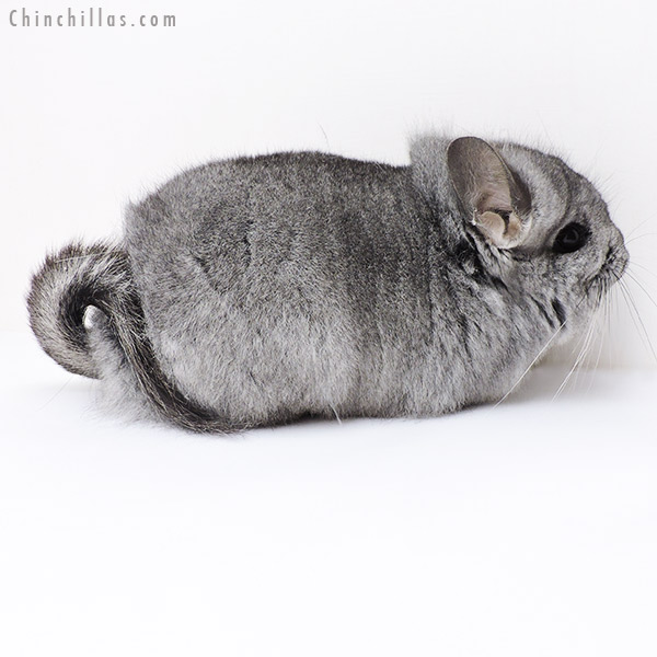 Chinchilla or related item offered for sale or export on Chinchillas.com - 19126 Standard ( Ebony & Locken Carrier )  Royal Persian Angora Female Chinchilla