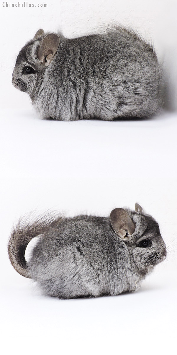 Chinchilla or related item offered for sale or export on Chinchillas.com - 19128 Large Blocky Hetero Ebony ( Locken Carrier )  Royal Persian Angora Female Chinchilla