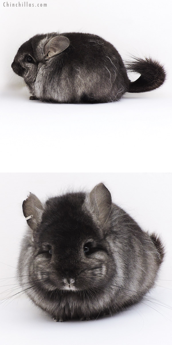 Chinchilla or related item offered for sale or export on Chinchillas.com - 19132 Charcoal ( Locken Carrier )  Royal Persian Angora Female Chinchilla
