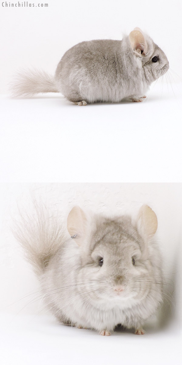 Chinchilla or related item offered for sale or export on Chinchillas.com - 19178 Exceptional Beige  Royal Persian Angora Female Chinchilla with Lion Mane