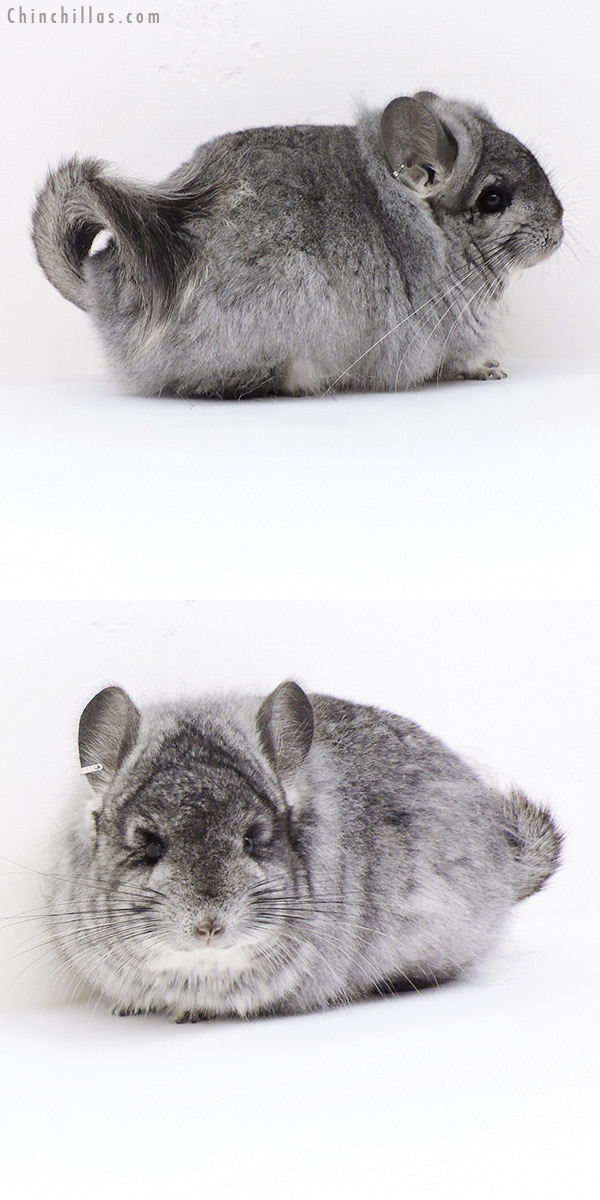Chinchilla or related item offered for sale or export on Chinchillas.com - 19176 Exceptional Standard  Royal Persian Angora Female Chinchilla with Lion Mane