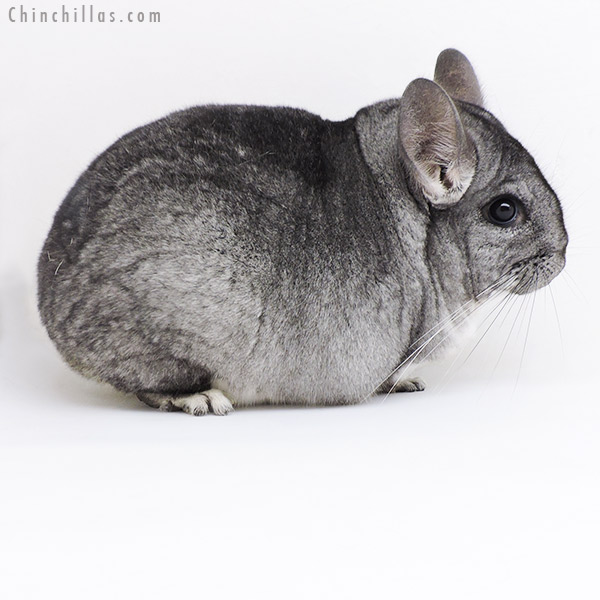 Chinchilla or related item offered for sale or export on Chinchillas.com - 19166 Large Blocky Premium Production Quality Standard ( Violet & Sapphire Carrier ) Female Chinchilla