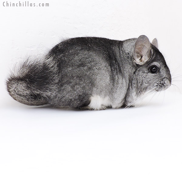 Chinchilla or related item offered for sale or export on Chinchillas.com - 19167 Large Blocky Premium Production Quality Standard ( Violet & Sapphire Carrier ) Female Chinchilla