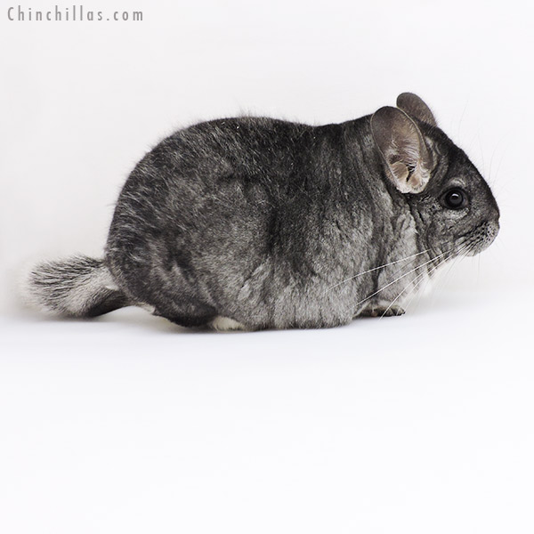 Chinchilla or related item offered for sale or export on Chinchillas.com - 19177 Extra Extra Extra Large Blocky Premium Production Quality Standard Female Chinchilla