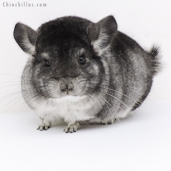 Chinchilla or related item offered for sale or export on Chinchillas.com - 19188 Extreme Brevi Type Herd Improvement Quality Standard Male Chinchilla