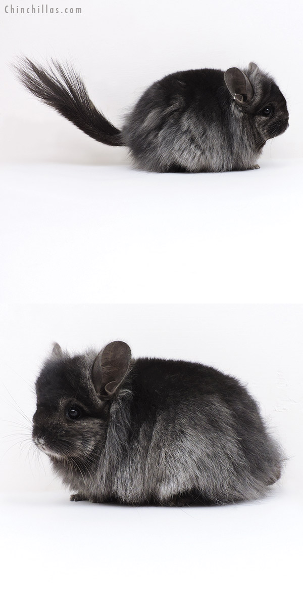 Chinchilla or related item offered for sale or export on Chinchillas.com - 19175 Ebony ( Locken Carrier ) G2  Royal Persian Angora Female Chinchilla