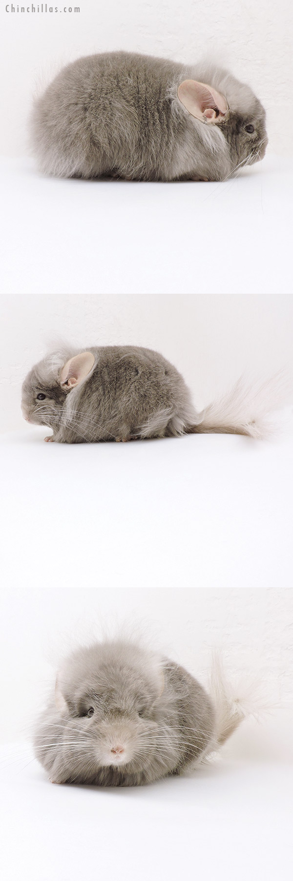 Chinchilla or related item offered for sale or export on Chinchillas.com - 19189 Exceptional Tan ( Locken Carrier ) G3  Royal Persian Angora Male Chinchilla