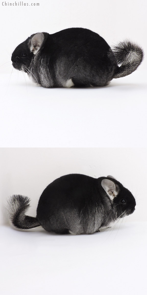 Chinchilla or related item offered for sale or export on Chinchillas.com - 19184 Large Brevi Type Premium Production Quality Black Velvet Female Chinchilla