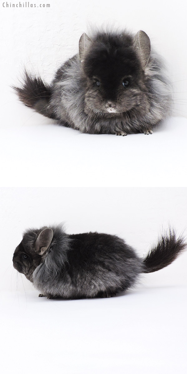 Chinchilla or related item offered for sale or export on Chinchillas.com - 19197 Exceptional Ebony ( Locken Carrier ) G3  Royal Persian Angora Female Chinchilla