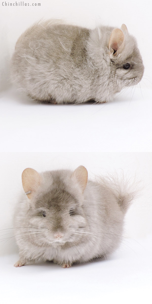Chinchilla or related item offered for sale or export on Chinchillas.com - 19199 Exceptional Light Tan G2  Royal Persian Angora Female Chinchilla