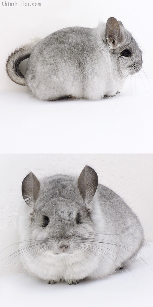 Chinchilla or related item offered for sale or export on Chinchillas.com - 19198 Silver Mosaic  Royal Persian Angora Female Chinchilla
