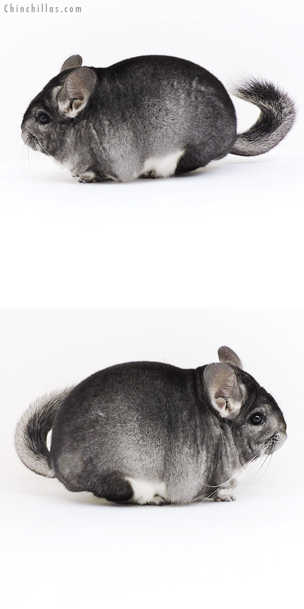 Chinchilla or related item offered for sale or export on Chinchillas.com - 19200 Blocky Premium Production Quality Standard Female Chinchilla