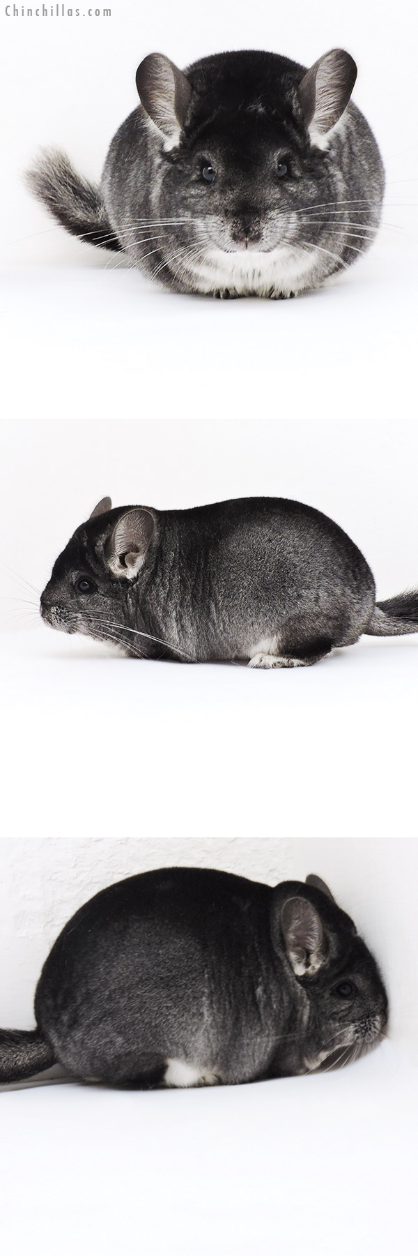Chinchilla or related item offered for sale or export on Chinchillas.com - 19203 Large Blocky Premium Production Quality Standard Female Chinchilla