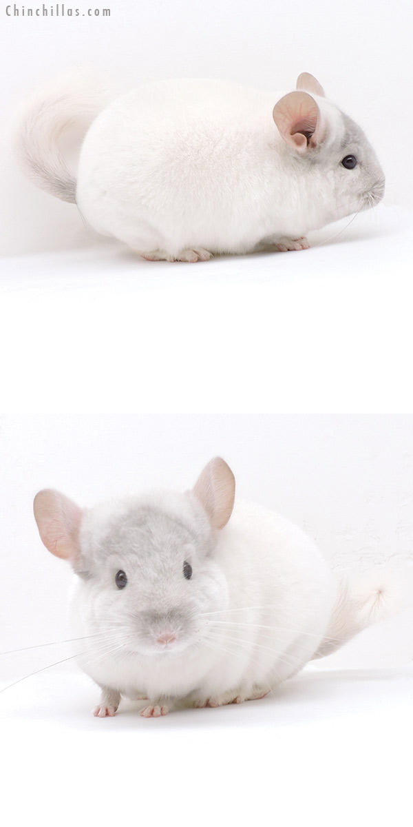 Chinchilla or related item offered for sale or export on Chinchillas.com - 19204 Herd Improvement Quality Tan & White Mosaic Male Chinchilla