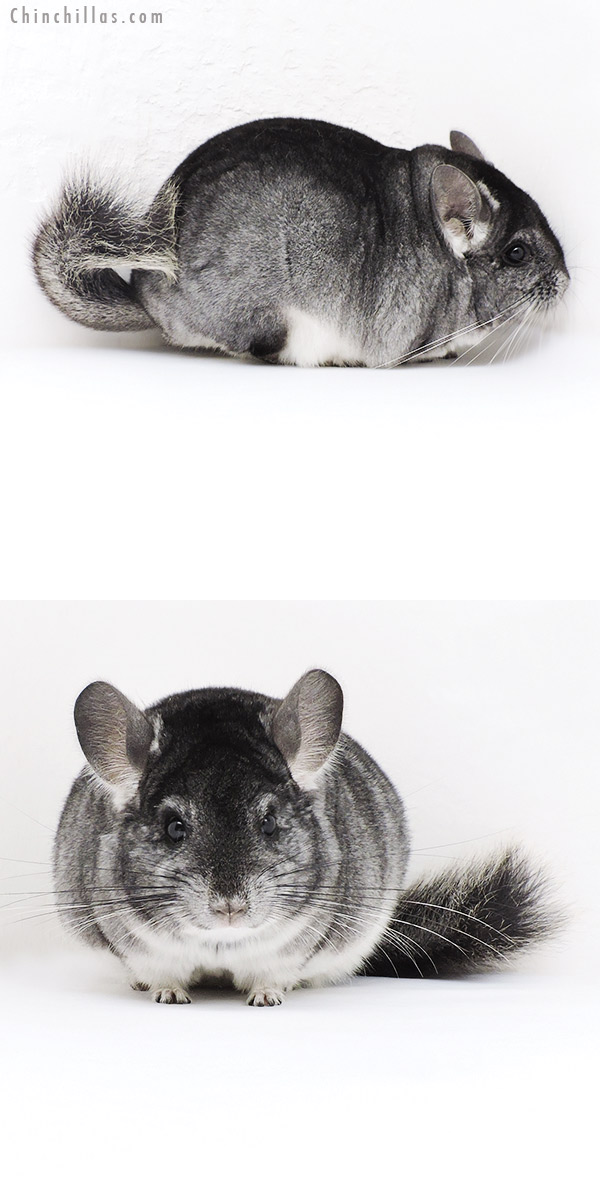 Chinchilla or related item offered for sale or export on Chinchillas.com - 19213 Top Show Quality Standard Male Chinchilla
