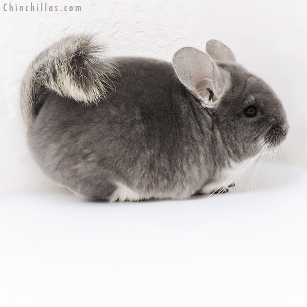 Chinchilla or related item offered for sale or export on Chinchillas.com - 19215 Top Show Quality TOV Violet Male Chinchilla