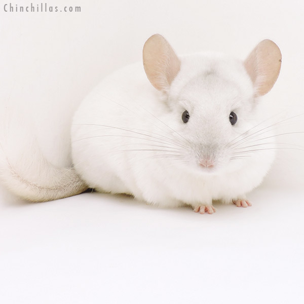 Chinchilla or related item offered for sale or export on Chinchillas.com - 19207 Premium Production Quality Pink White Female Chinchilla