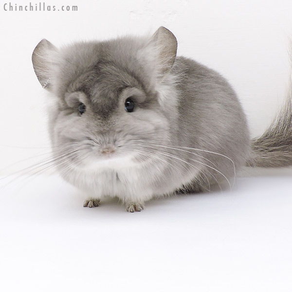 Chinchilla or related item offered for sale or export on Chinchillas.com - 19217 Violet  Royal Persian Angora Male Chinchilla